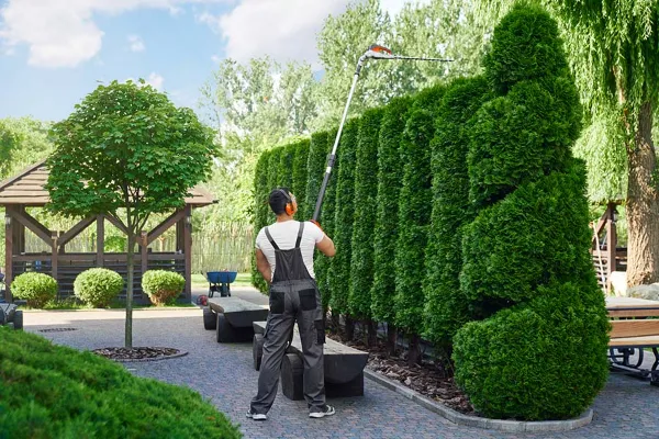 Shrub Trimming Shrub Trimming